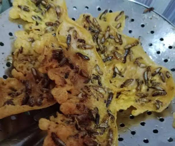 Unik dan Lezatnya Peyek Laron, Berani Coba?
